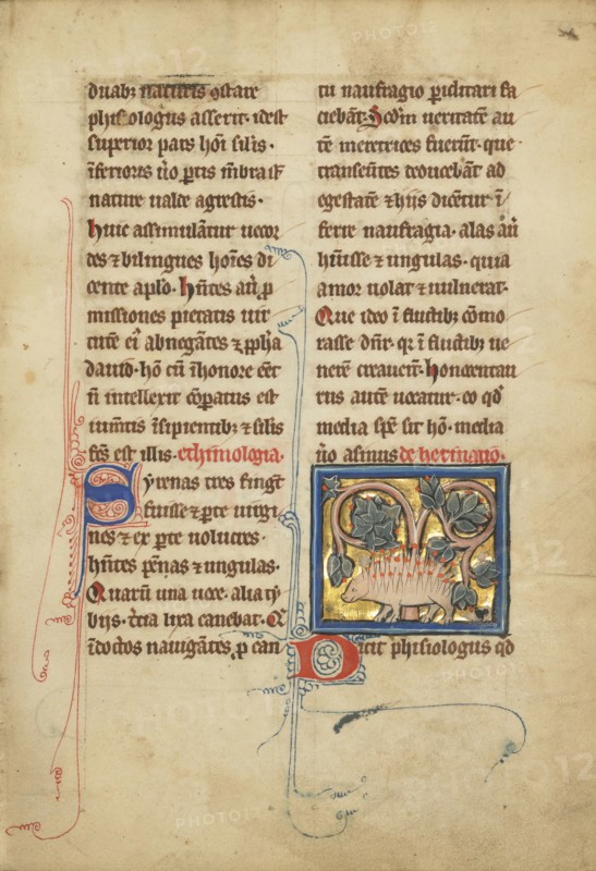 A Hedgehog; Thérouanne ?, France, formerly Flanders, fourth quarter of 13th century, after 1277, Tempera colors, pen and ink