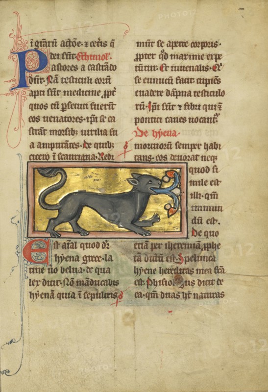 A Hyena; Thérouanne ?, France, formerly Flanders, fourth quarter of 13th century, after 1277, Tempera colors, pen and ink
