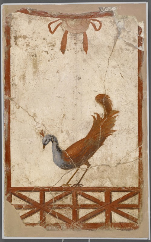 Wall Fragment with a Peacock; Italy, Europe; 1 - 79; Fresco; 40 × 24.8 × 3.2 cm, 15 3,4 × 9 3,4 × 1 1,4 in