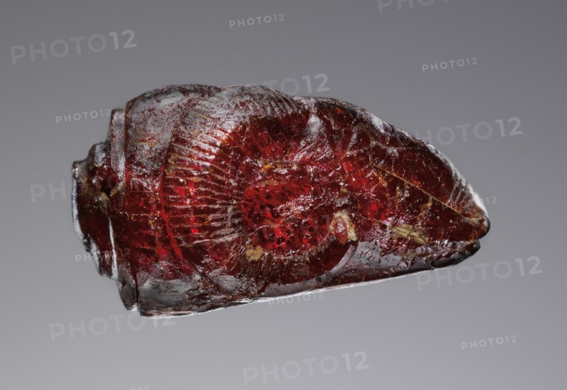 Pendant: Ram's Head; Italy; 525 - 480 B.C; Amber; 19.5 × 15.5 × 28 mm, 3,4 × 5,8 × 1 1,8 in