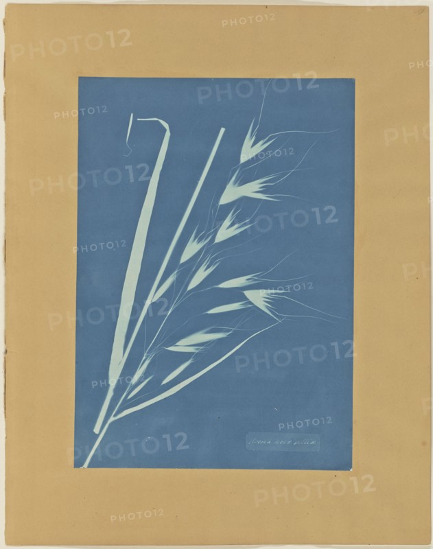 Uvena Novae Villiae; Anna Atkins, British, 1799 - 1871, and Anne Dixon, British, 1799 - 1877, about 1854; Cyanotype; 34.9 × 24