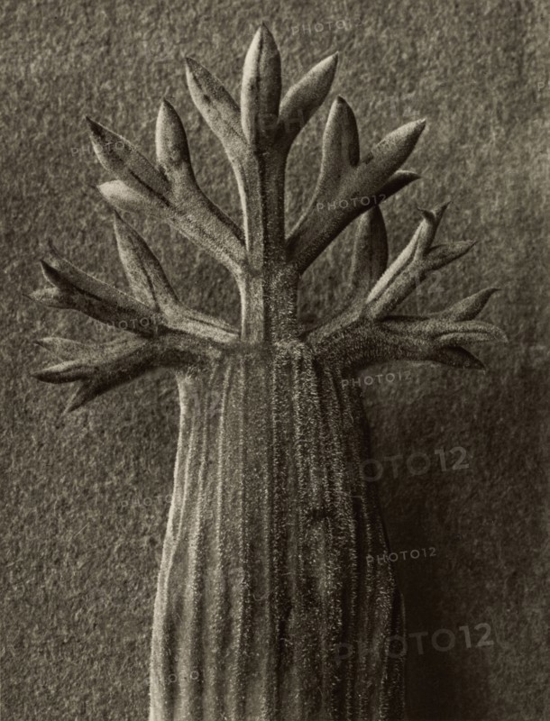 Seseli gummiferum; Karl Blossfeldt, German, 1865 - 1932, Berlin, Germany; 1932; Gelatin silver print; 25.9 × 19.8 cm