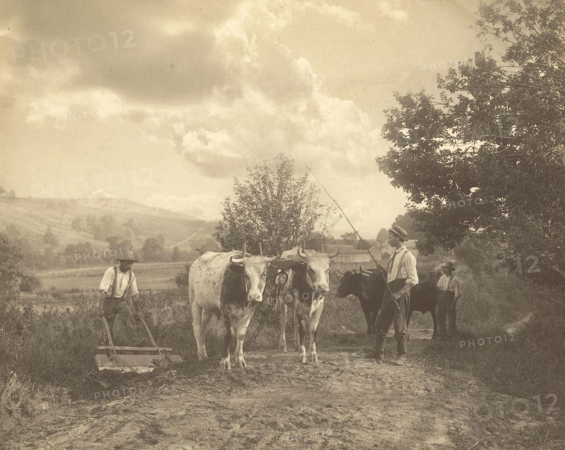 Men with Cattle; Robert S. Redfield, American, 1849 - 1923, about 1890; Platinum print; 19.2 x 24 cm, 7 9,16 x 9 7,16 in