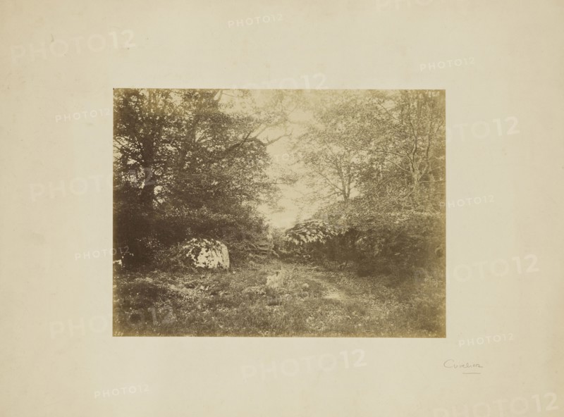 Landscape study; Eugène Cuvelier, French, 1837 - 1900, about 1855; Albumen silver print
