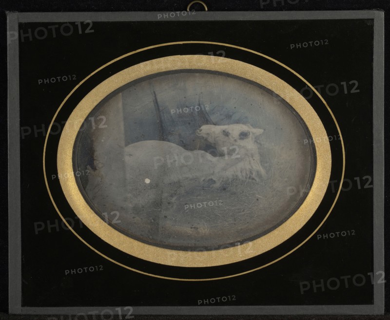 Study of a white foal; Jean-Gabriel Eynard, Swiss, 1775 - 1863, about 1845; Daguerreotype