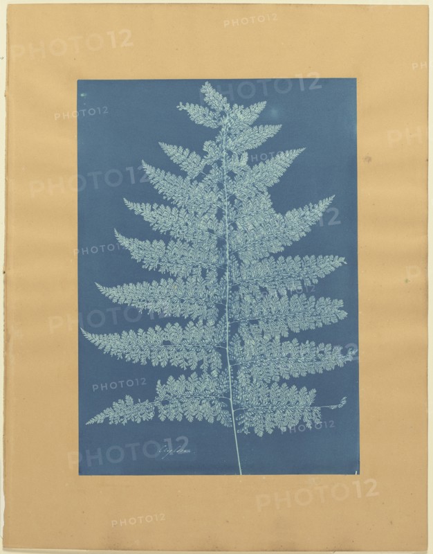 Ceylon,Fern; Anna Atkins, British, 1799 - 1871, and Anne Dixon, British, 1799 - 1877, 1854; Cyanotype; 44.9 × 24.7 cm