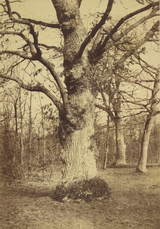 Gros Chene au Bois de Boulogne; Comte Olympe Aguado, French, 1827 - 1894, France; about 1855; Albumen silver print