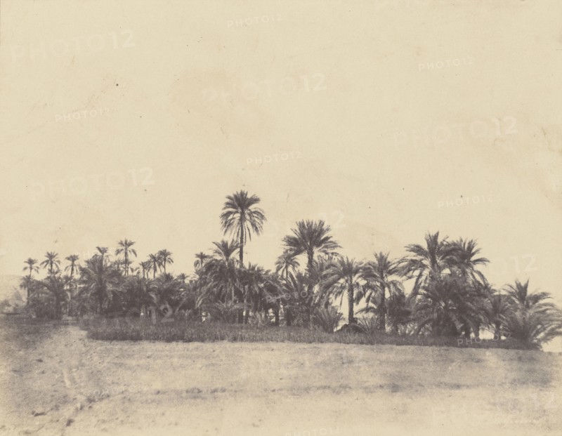 Etude de dattiers; John Beasly Greene, American, born France, 1832 - 1856, Egypt; 1853 - 1854; Salted paper print from a waxed