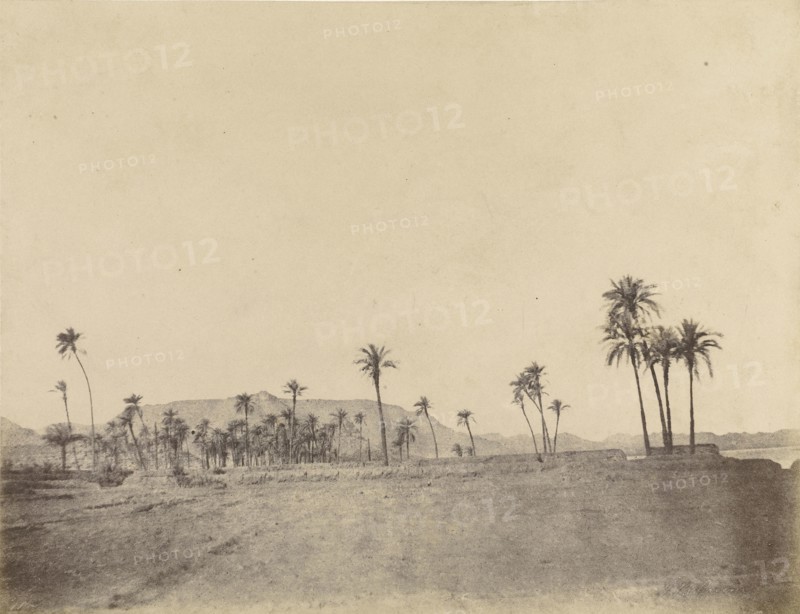 Etude de dattiers; John Beasly Greene, American, born France, 1832 - 1856, Egypt; 1853 - 1854; Salted paper print from a waxed