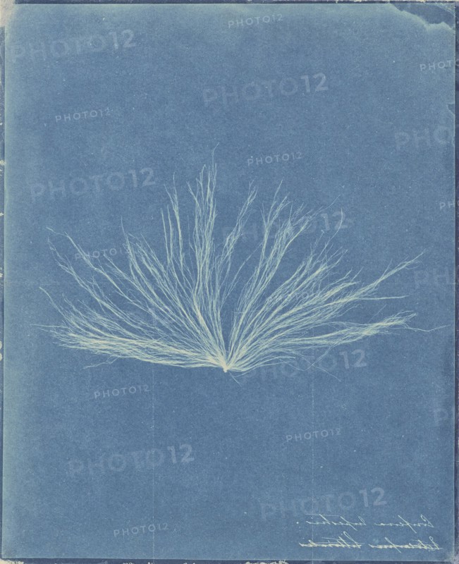 Confervae; Attributed to Anna Atkins, British, 1799 - 1871, and , or attributed to Herschel Family, Anne Dixon British, 1799