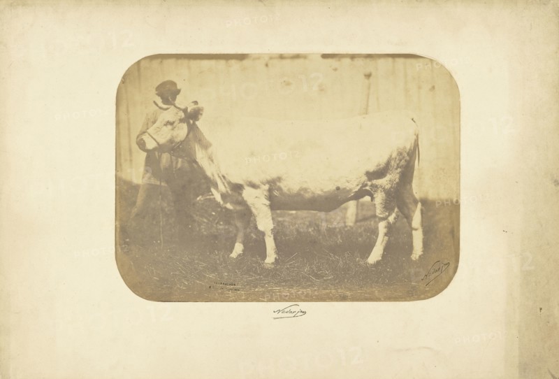 Study for  Les Races Bovines; Adrien Alban Tournachon, French, 1825 - 1903, 1856; Salted paper print; 20.2 x 28.1 cm