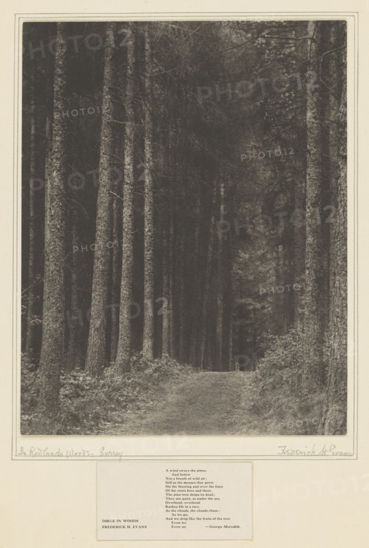 In Redlands Woods, Surrey; Frederick H. Evans, British, 1853 - 1943, 1899 - 1904; Platinum print; 29.1 x 22.9 cm