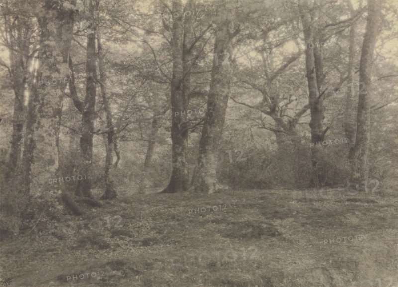 New Forest; Frederick H. Evans, British, 1853 - 1943, 1896 - 1897; Platinum print; 14.4 x 20.2 cm, 5 11,16 x 7 15,16 in