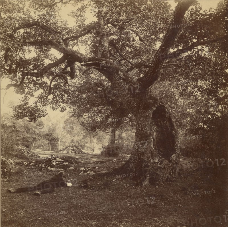 Forêt de Fontainebleau; William Drooke Harrison, French, died 1893, active 1860 - 1893, about 1867; Albumen silver print