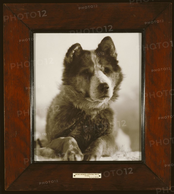 Vida , one of the best of the dogs used by Capt. Smith on his South Pole Expedition, 1910 - 1913, Herbert G. Ponting, British
