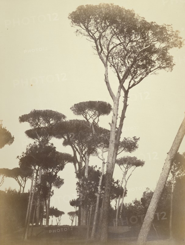 Pines in the Borghese Garden, Rome; Robert Macpherson, Scottish, 1811 - 1872, 1857; Albumen silver print