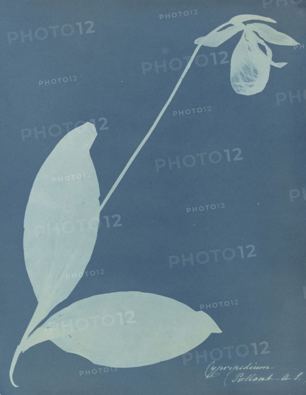 Cypripedium; Anna Atkins, British, 1799 - 1871, and Anne Dixon, British, 1799 - 1877, 1854; Cyanotype; 25.9 × 20.2 cm