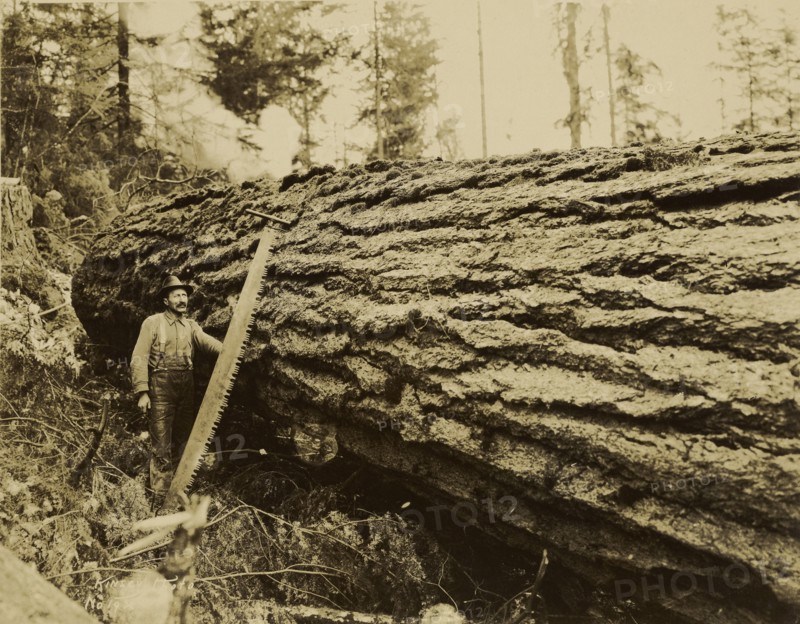 Logger, crosscut saw and felled tree; Darius Kinsey, American, 1869 - 1945, Washington, United States; about 1915; Gelatin