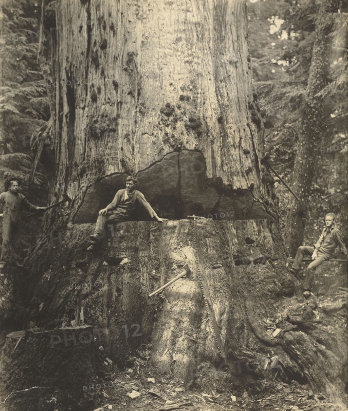 Felling a Cedar Tree, 30 Miles East of Seattle, 76 Feet in Circumference; Darius Kinsey, American, 1869 - 1945, Washington