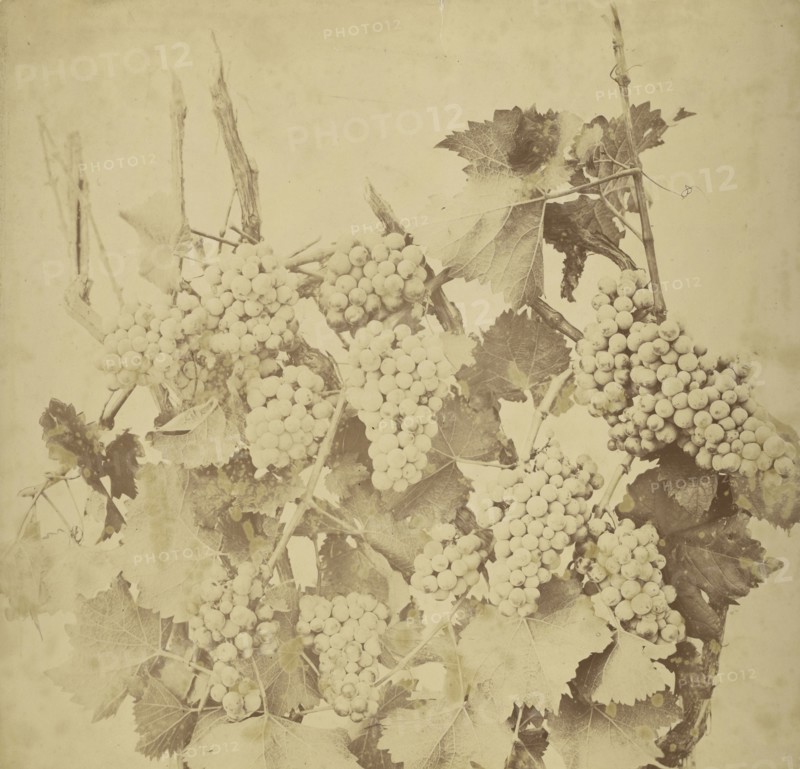 Grapes; Adolphe Braun, French, 1811 - 1877, France; about 1854 - 1860; Salted paper print; 44 x 45 cm 17 5,16 x 17 11,16 in