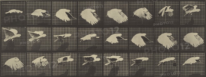Animal Locomotion; Eadweard J. Muybridge, American, born England, 1830 - 1904, 1887; Collotype; 16.5 x 43.8 cm