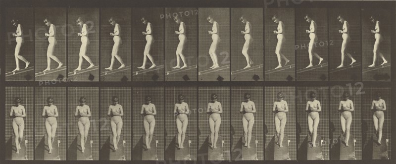 Animal Locomotion; Eadweard J. Muybridge, American, born England, 1830 - 1904, 1887; Collotype; 16.5 x 41.6 cm