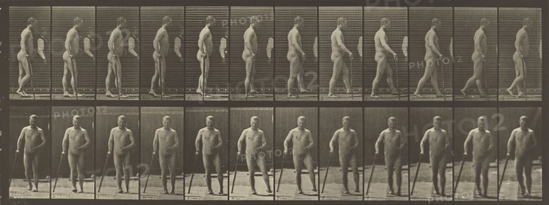 Animal Locomotion; Eadweard J. Muybridge, American, born England, 1830 - 1904, 1887; Collotype; 16 x 44.1 cm