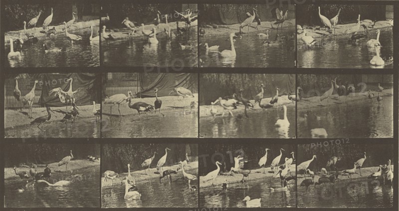 Animal Locomotion; Eadweard J. Muybridge, American, born England, 1830 - 1904, 1887; Collotype; 19.4 x 37.1 cm