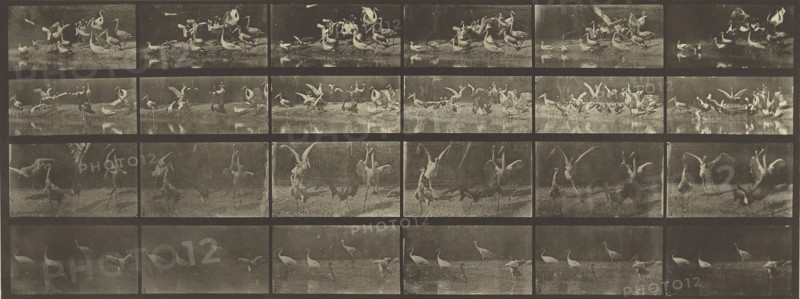 Animal Locomotion; Eadweard J. Muybridge, American, born England, 1830 - 1904, 1887; Collotype; 15.9 x 42.5 cm