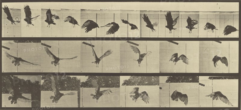 Animal Locomotion; Eadweard J. Muybridge, American, born England, 1830 - 1904, 1887; Collotype; 16.4 x 40.2 cm