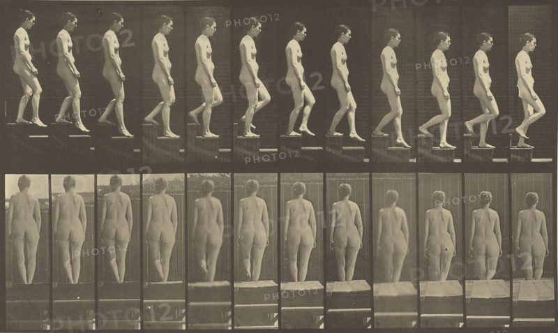 Animal Locomotion; Eadweard J. Muybridge, American, born England, 1830 - 1904, 1887; Collotype; 20 x 34.3 cm