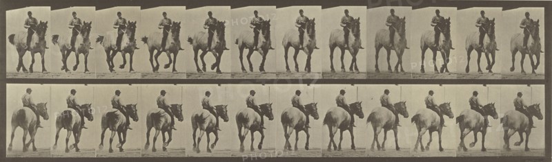 Animal Locomotion; Eadweard J. Muybridge, American, born England, 1830 - 1904, 1887; Collotype; 12.5 x 44.5 cm