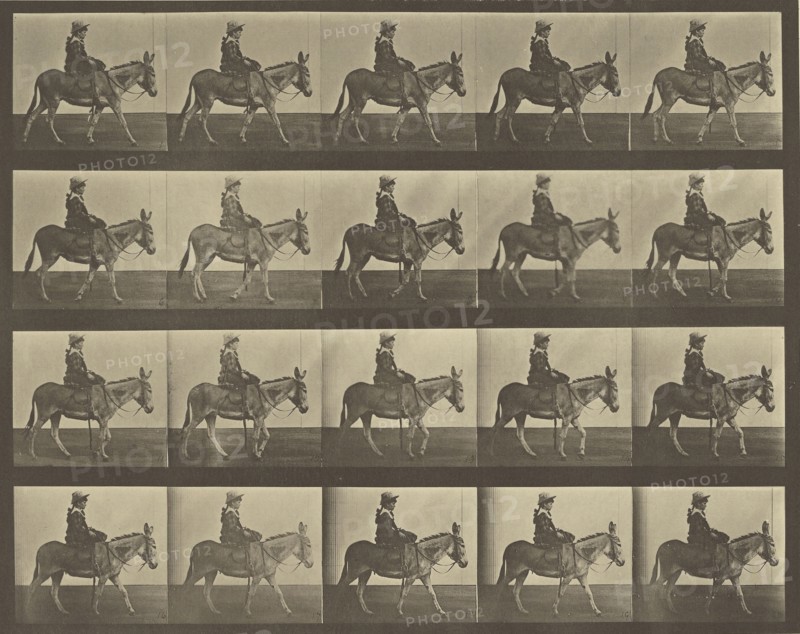 Animal Locomotion; Eadweard J. Muybridge, American, born England, 1830 - 1904, 1887; Collotype; 23.8 x 29.5 cm