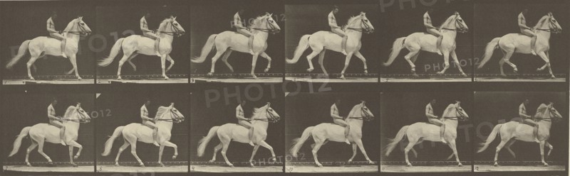 Animal Locomotion; Eadweard J. Muybridge, American, born England, 1830 - 1904, 1887; Collotype; 14.6 x 46.4 cm