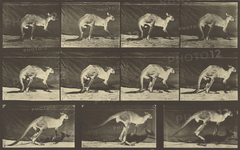 Animal Locomotion; Eadweard J. Muybridge, American, born England, 1830 - 1904, 1887; Collotype; 20.5 x 49.4 cm