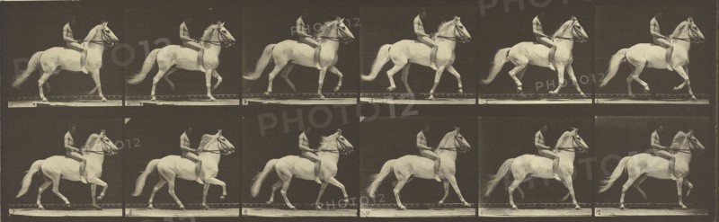 Animal Locomotion; Eadweard J. Muybridge, American, born England, 1830 - 1904, 1887; Collotype; 18.6 x 46.7 cm