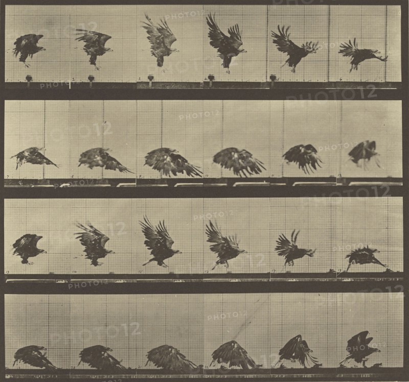 Animal Locomotion; Eadweard J. Muybridge, American, born England, 1830 - 1904, 1887; Collotype; 25.4 x 27.3 cm