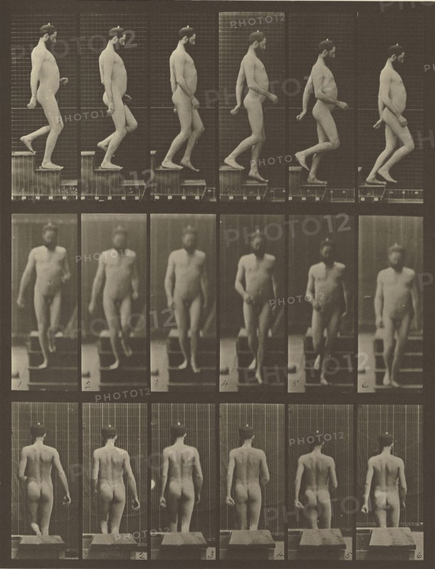 Animal Locomotion; Eadweard J. Muybridge, American, born England, 1830 - 1904, 1887; Collotype; 29.5 x 22.2 cm