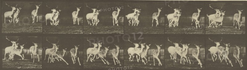 Animal Locomotion; Eadweard J. Muybridge, American, born England, 1830 - 1904, 1887; Collotype; 12.9 x 44.8 cm