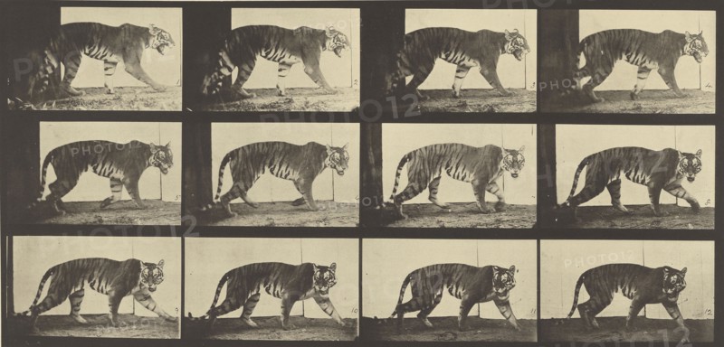 Animal Locomotion; Eadweard J. Muybridge, American, born England, 1830 - 1904, 1887; Collotype; 18.3 x 38.7 cm