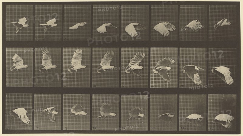 Animal Locomotion; Eadweard J. Muybridge, American, born England, 1830 - 1904, 1887; Collotype; 19.1 x 34.8 cm