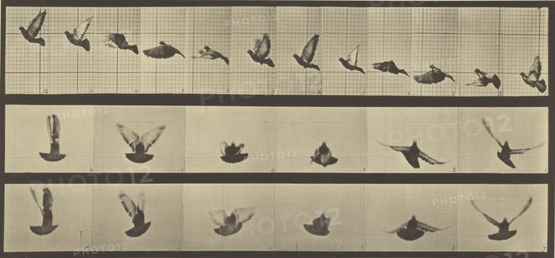 Animal Locomotion; Eadweard J. Muybridge, American, born England, 1830 - 1904, 1887; Collotype; 17.8 x 39.4 cm