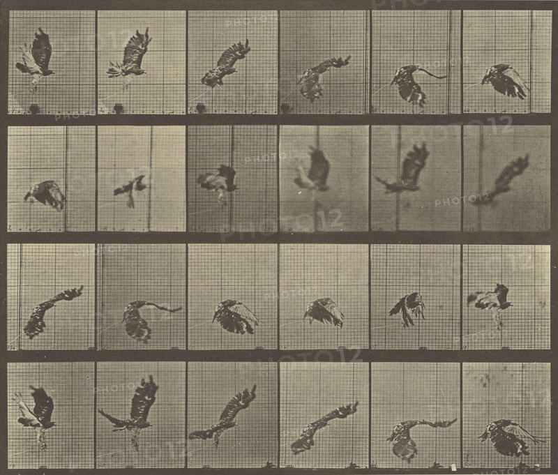 Animal Locomotion; Eadweard J. Muybridge, American, born England, 1830 - 1904, 1887; Collotype; 24.1 x 28.6 cm