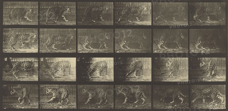 Animal Locomotion; Eadweard J. Muybridge, American, born England, 1830 - 1904, 1887; Collotype; 17.9 x 37.8 cm