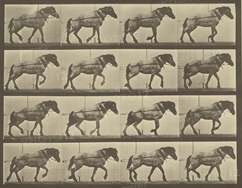 Animal Locomotion; Eadweard J. Muybridge, American, born England, 1830 - 1904, 1887; Collotype; 23.2 x 29.8 cm