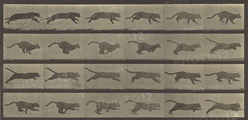 Animal Locomotion; Eadweard J. Muybridge, American, born England, 1830 - 1904, 1887; Collotype; 17.9 x 38.1 cm