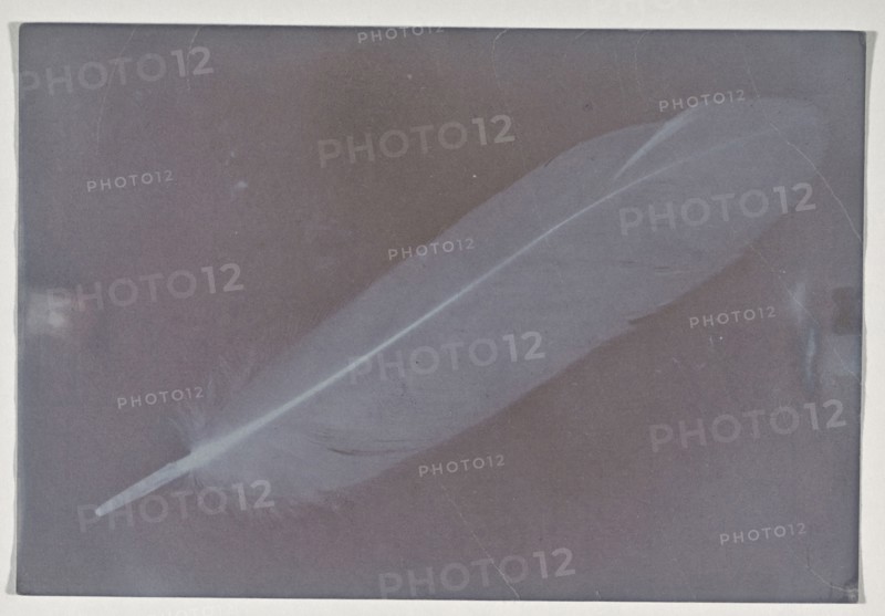 Feather; about 1850; Photogenic drawing; 14.4 x 9.8 cm, 5 11,16 x 3 7,8 in
