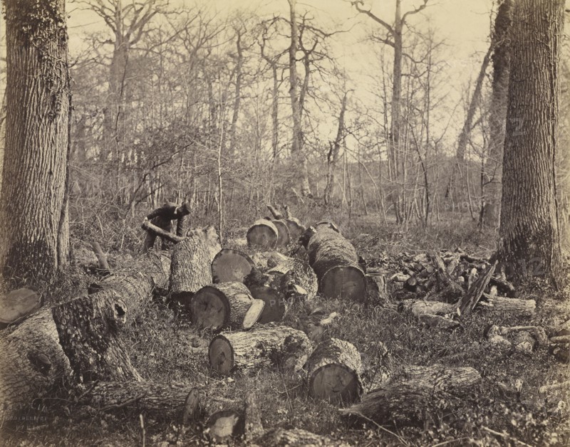 Forêt de Fontainebleau; Constant Alexandre Famin, French, 1827 - 1888, France; about 1875; Albumen silver print