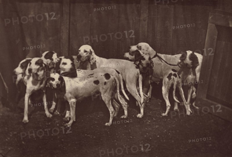 Dogs; Léon Crémière, French, 1831 - after 1882, mid - late 19th century; Albumen silver print