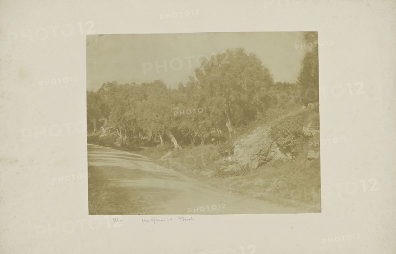 Olives on the Via Roma to Tivoli; Italian; Tivoli, Italy, Europe; about 1850 - 1855; Salted paper print; 20.9 x 26.8 cm